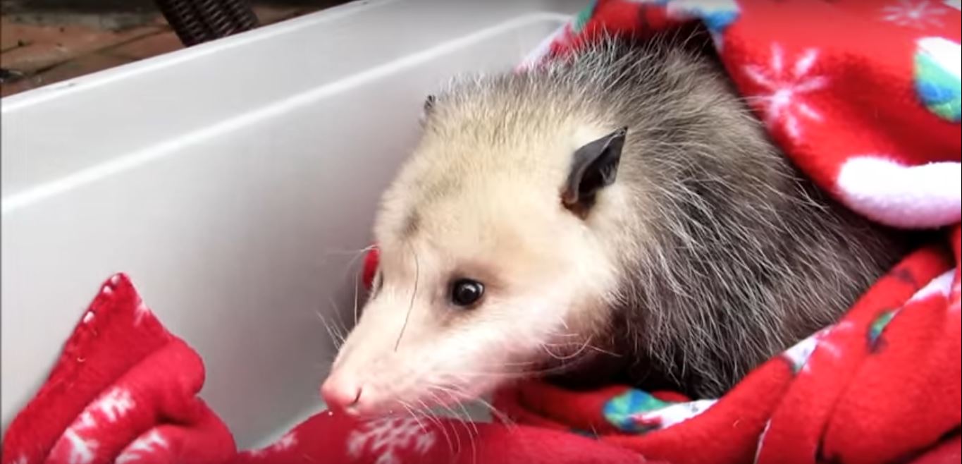 Do You have an Opossum Under Your Porch?